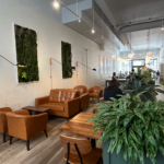 Leather couches and chairs beside plants on the walls and counters inside Deeper Roots Coffee on 4th Street